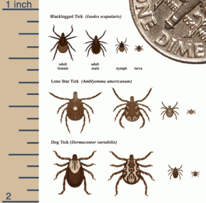 Lyme disease tick